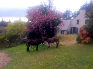 Maison avec gîte, rivière et grand terrain - Trémargat (22110)